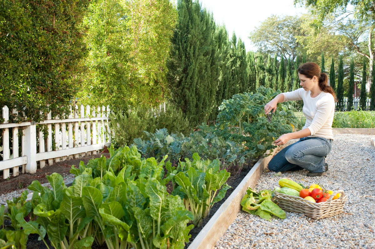 Woman harvesting leafy vegetables from a raised backyard garden bed on a sunny day.