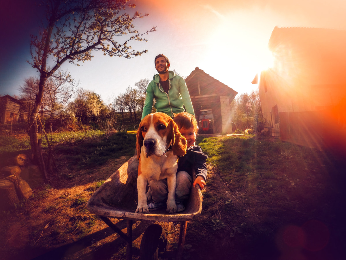 Dad drive a boy and dog in a wheelbarrow around hobby farm