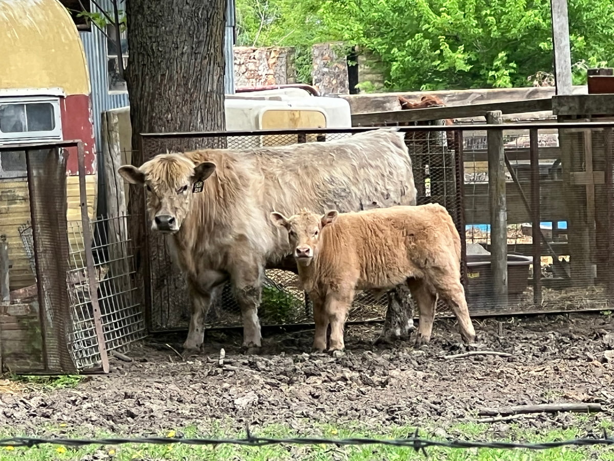 A light-colored cow and calf stand together inside a fenced pen on a rural farm with trees and buildings nearby. 