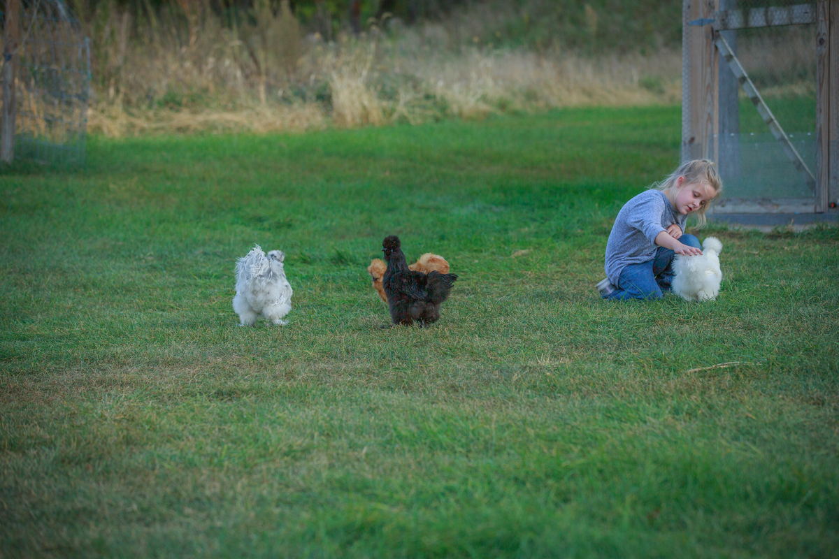 Child playing with chickens on grass