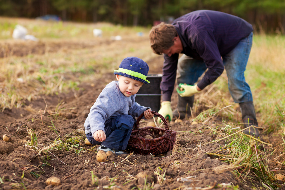 A man and a young boy are harvesting a field