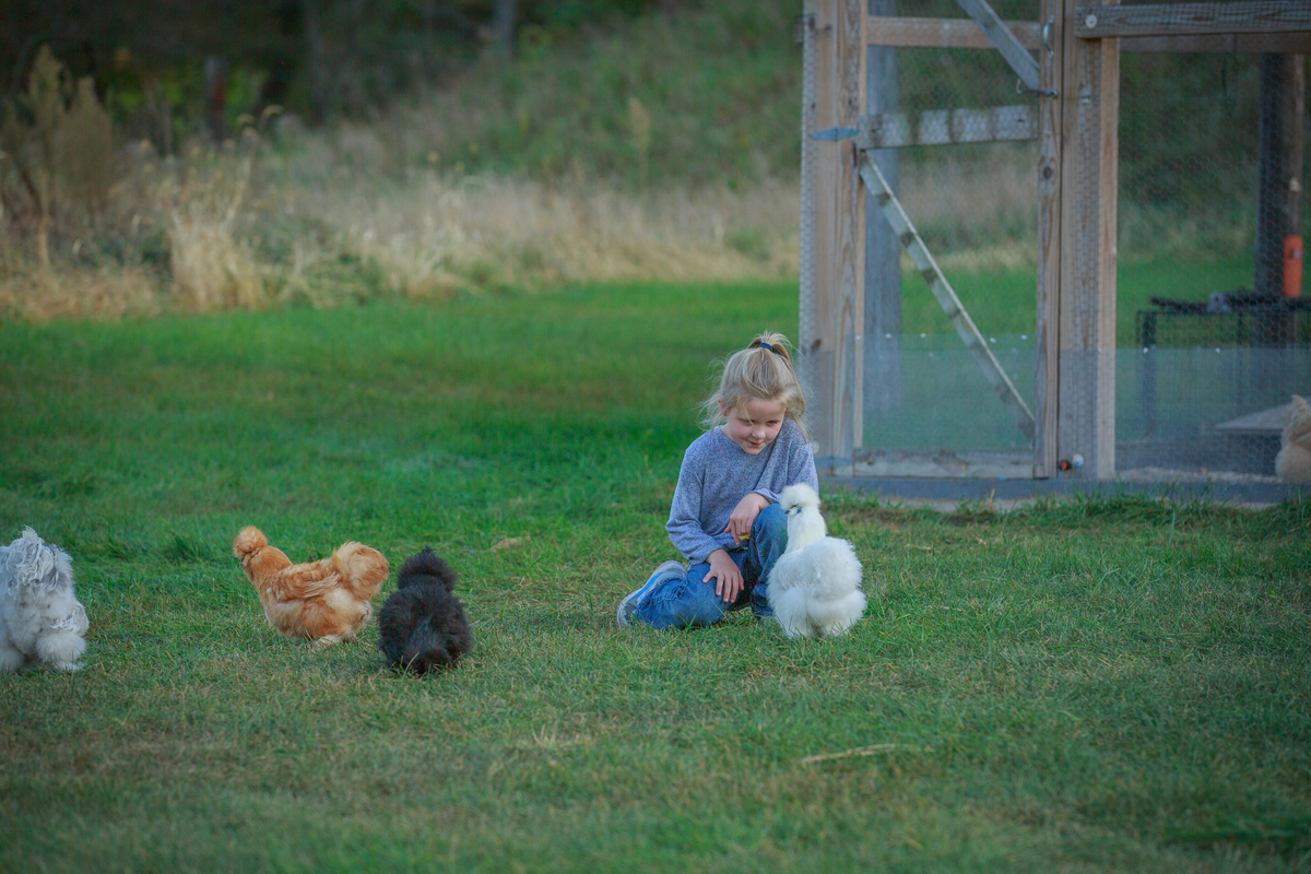 Young girl sitting in grass playing with fluffy backyard chickens near a coop.