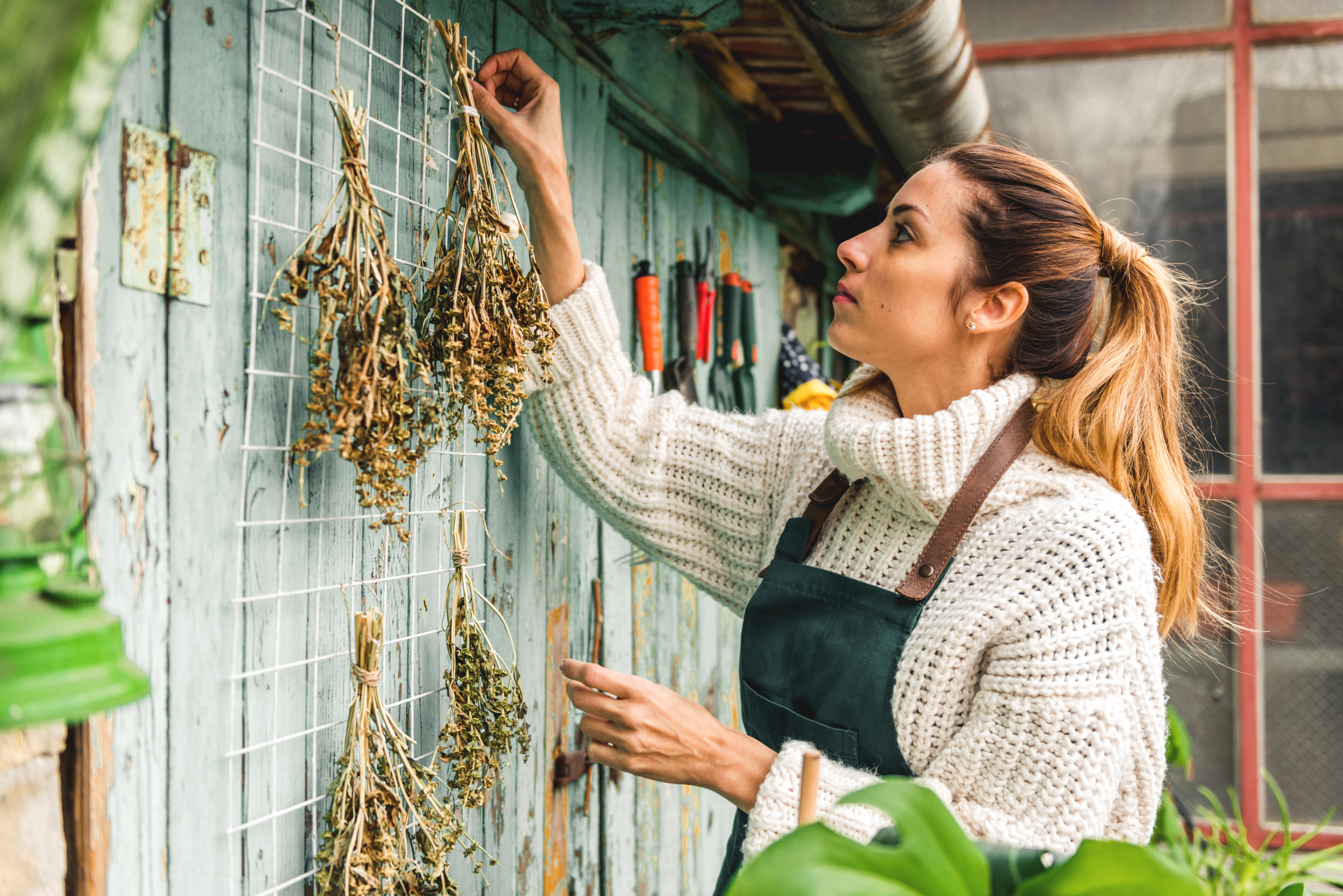 Woman hanging dried herbs on a wall-mounted rack outside a rustic garden shed.