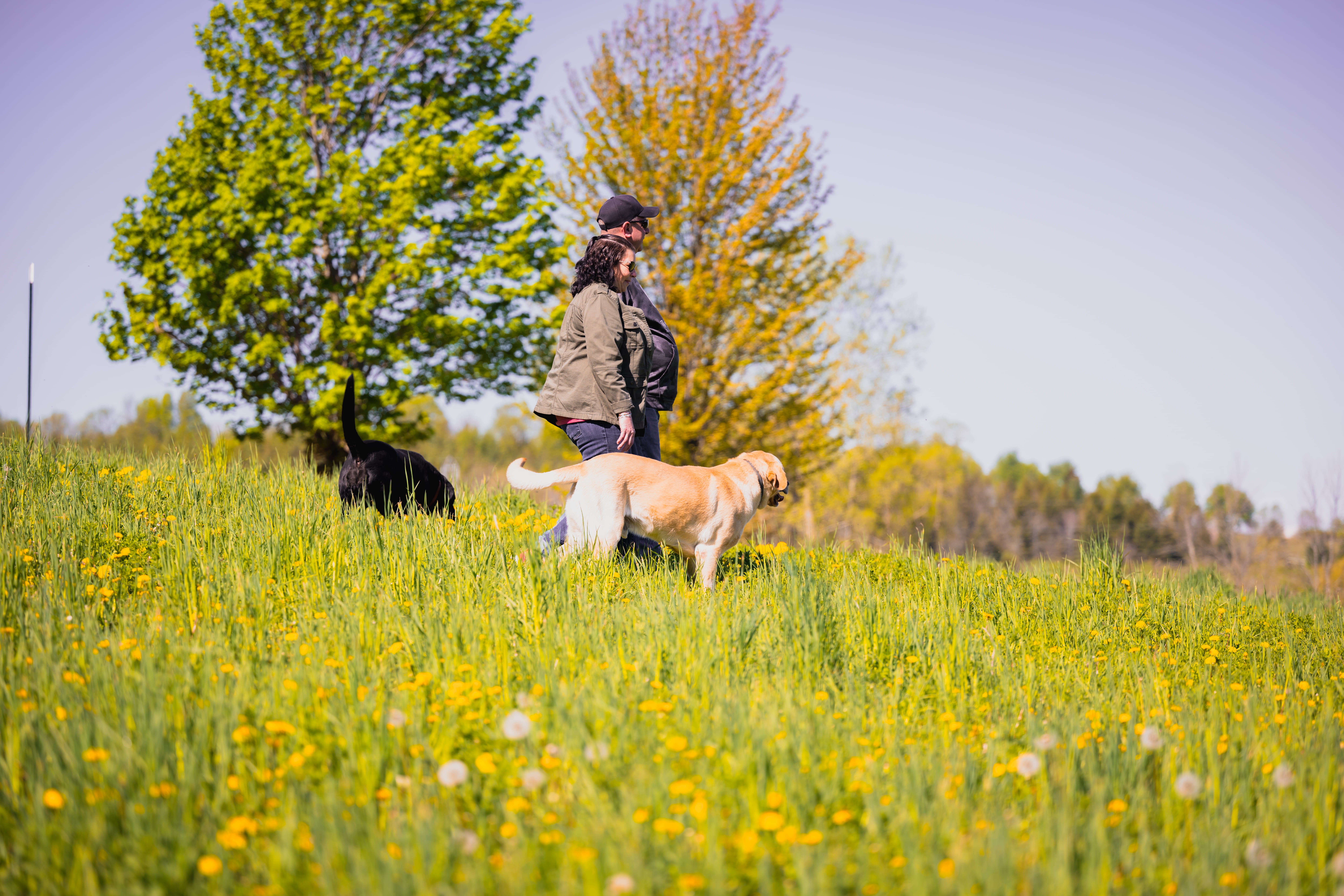A couple with their two dogs in a field of wildflowers.